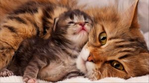 Мама-Кошка Зовет Котят. Мяуканье кошки. Звук Чтобы Котик Прибежал