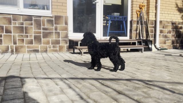 Линда_движ_бзв