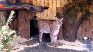 Морские животные для детей. Животные сафари для детей. Животные зоопарка. Животные фермы