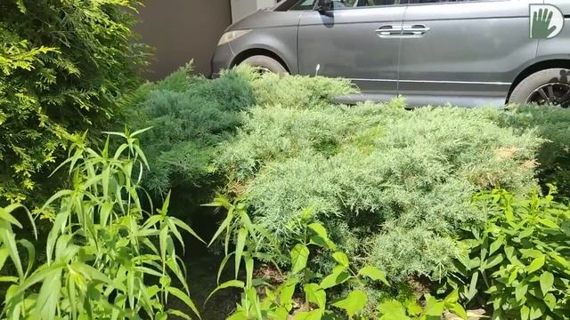 Видео журнал _СОФ №102_ Да здравствует, ДИЗАЙН и УХОД! Пример САДА для СЕБЯ смотреть онлайн