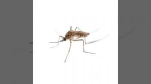 комар летает полторы минуты