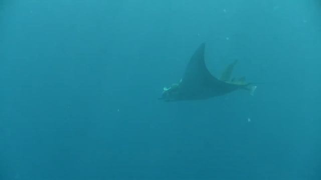 Mobula Ray смотреть онлайн
