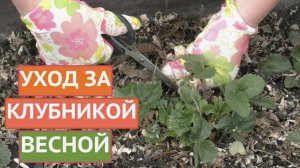 Шокирующая правда: Почему ваша клубника не растёт! Секреты, которые скрывают от вас садоводы!
