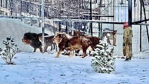 Олег Зубков обошел с Чуком всех львов и лев-вожак пошел к самолетам проверить нет ли там львов? смотреть онлайн