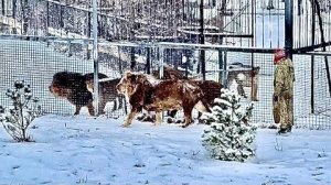 Олег Зубков обошел с Чуком всех львов и лев-вожак пошел к самолетам проверить нет ли там львов?