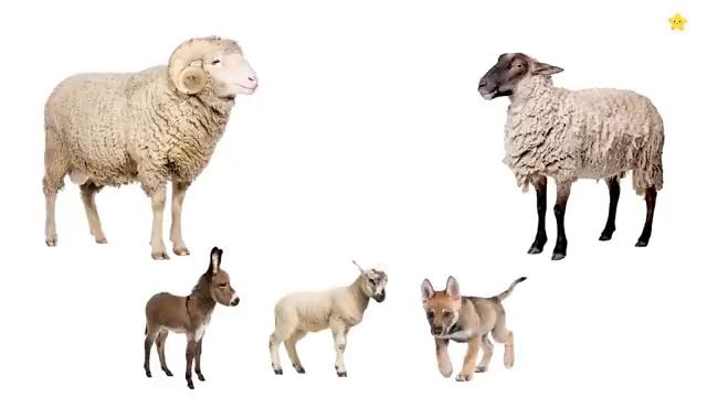 Детёныши домашних животных Монтессори - Развивающие мультики для детей смотреть онлайн