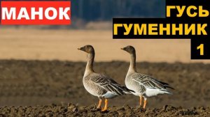 🔊ГОЛОС (МАНОК) ГУСЬ ГУМЕННИК 1