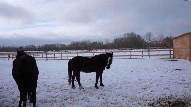 Лошадки  Horses