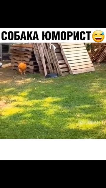 Собака юморист (юмор).mp4 смотреть онлайн