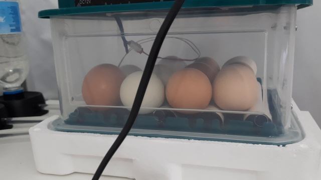 Инкубатор для яйц #Бизон зелёный #выводим дома цыплят #цыплята #инкубатор