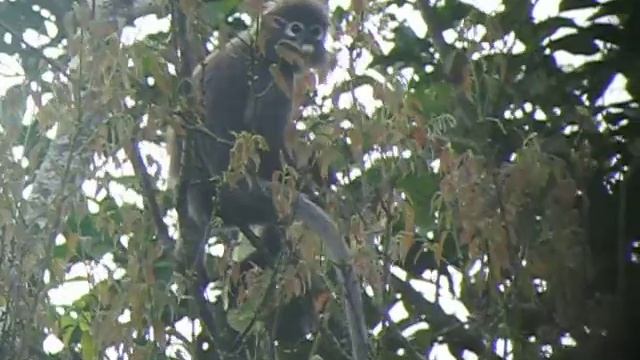 Dusky Leaf-monkey - Trachypithecus obscurus смотреть онлайн