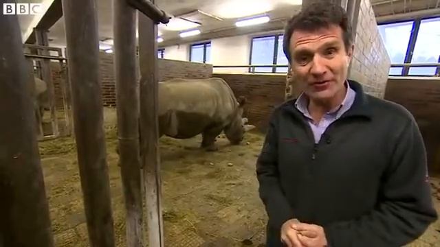 Fight to save the world's last five Northern White rhinos - BBC News смотреть онлайн