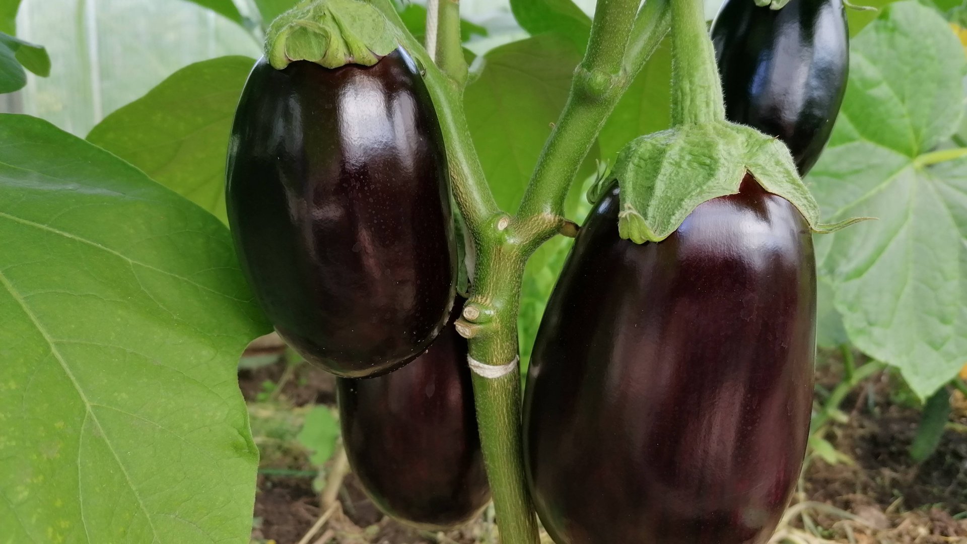 Первые всходы баклажанов. Дальнейшие действия для выращивания крепкой рассады. смотреть онлайн