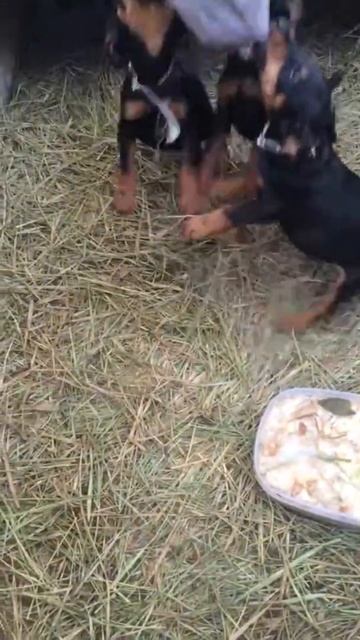 Щенки Ягдерьера смотреть онлайн