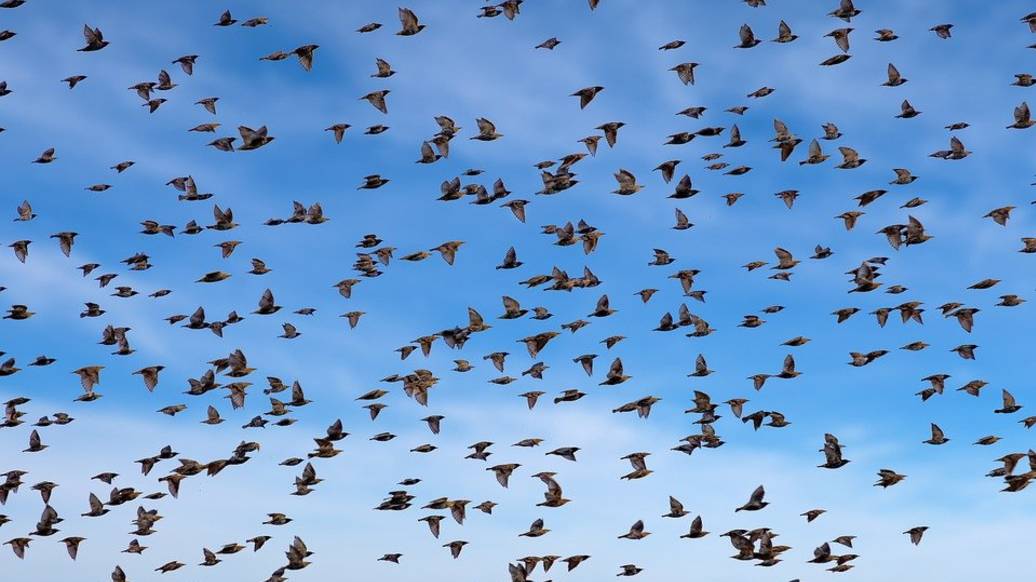 Налёт скворцов. смотреть онлайн