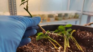 Черенкую розы и пересаживаю клематисы. Обзор теплицы на 21 февраляэ