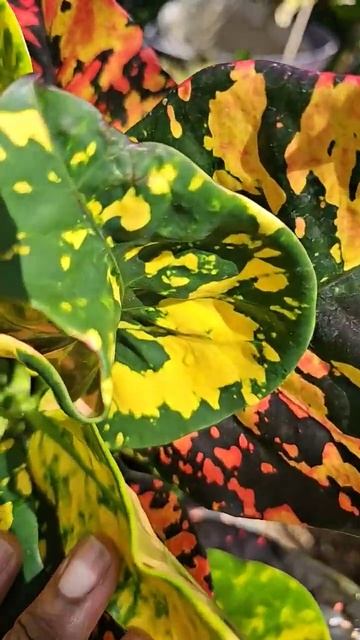 Colorful Croton Showing its Springtime Flower buds смотреть онлайн