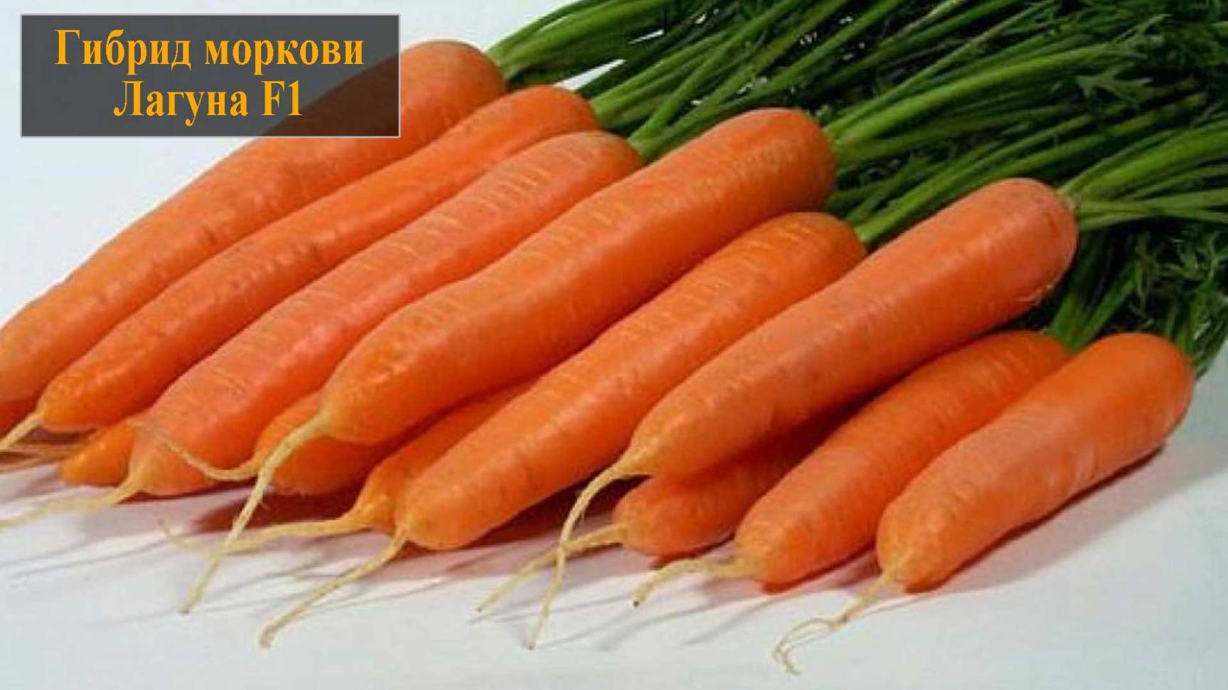 Гибрид моркови Лагуна смотреть онлайн