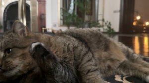 Мартовский кот Барсик