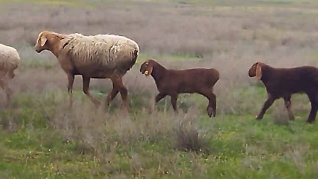 Гиссарская периярка со своей ярачкой от Дракулы ( 06.04.2022 г.) +79054444790 смотреть онлайн