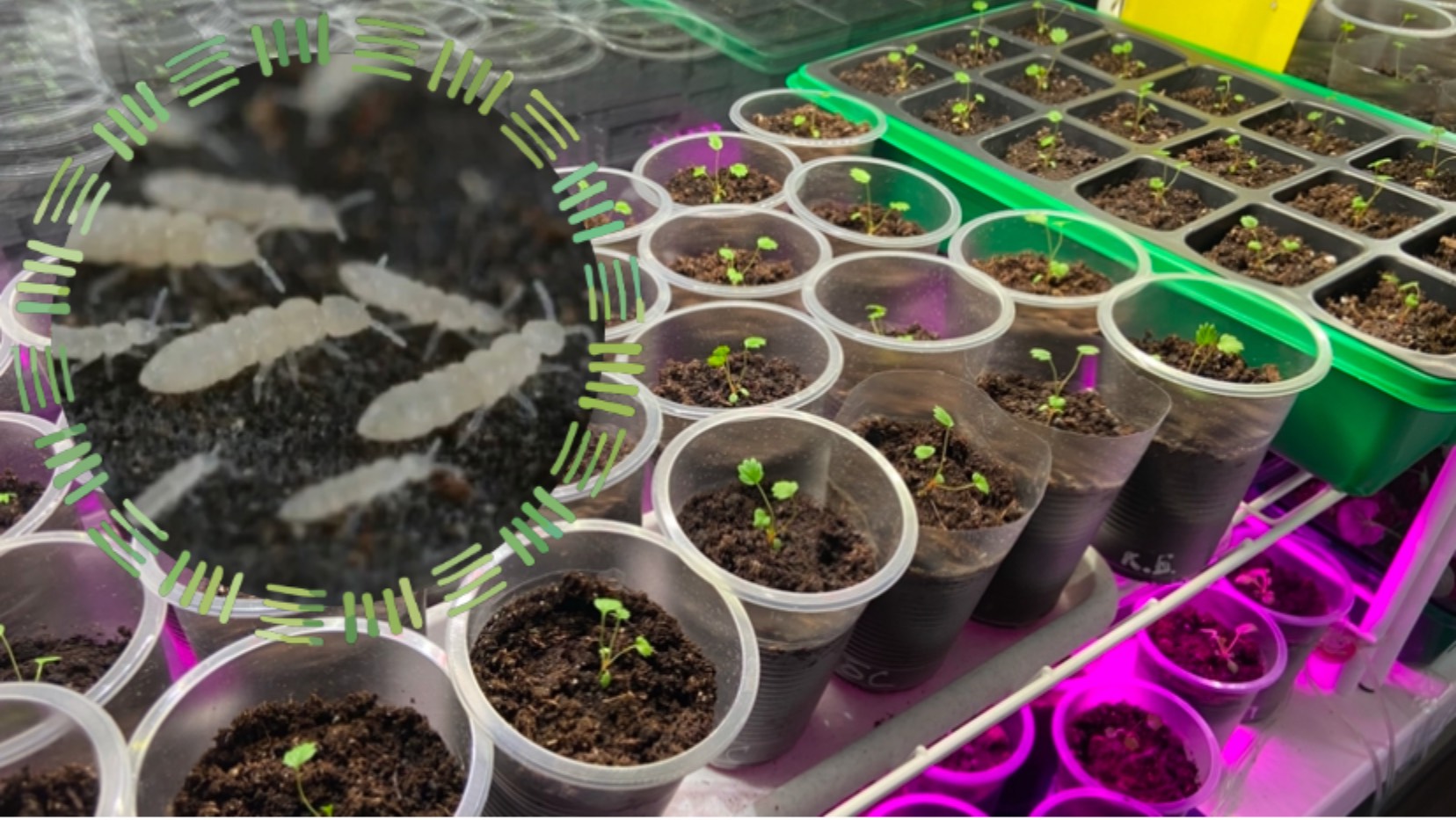 Подуры в рассаде. Проверяю метод борьбы с ними при помощи картошки. смотреть онлайн