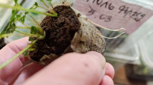 Посадка клематисов.