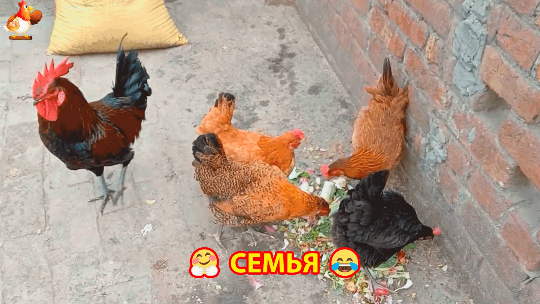 4 Курочки и Петушок ❣️🥰😂 смотреть онлайн