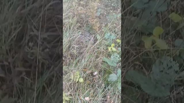 обзор на енота федора(живого может больного) смотреть онлайн