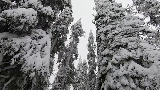 Терский берег. Сказочный лес смотреть онлайн
