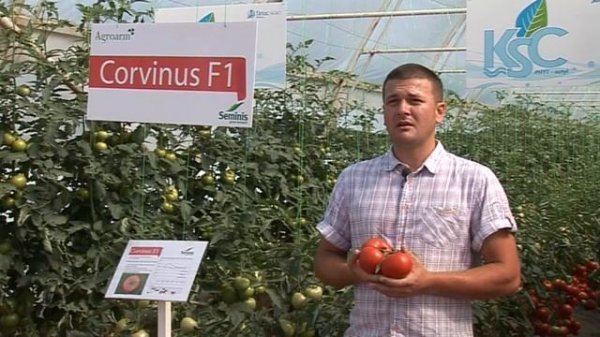 paradajz Corvinus F1