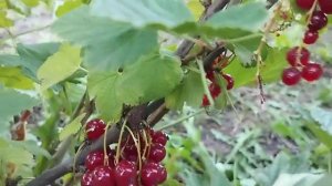Как собрать смородину быстро, с помощью вилки.