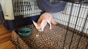 Fennec Fox vs Hornworm