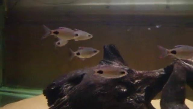 Filament Barbs смотреть онлайн