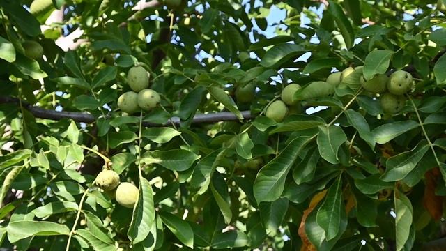 Извор 10 – орехов сорт подходящ за страни със студена зима | Izvor 10 – walnut cultivar смотреть онлайн