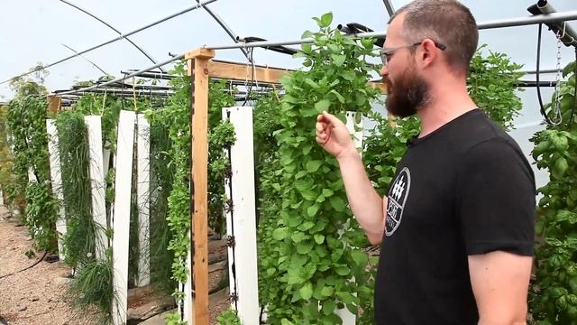 Best Crops for Hydroponics: Mint смотреть онлайн