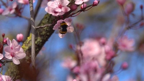 Весна - (Премьера песни 2025, премьера видеоклипа 2025).