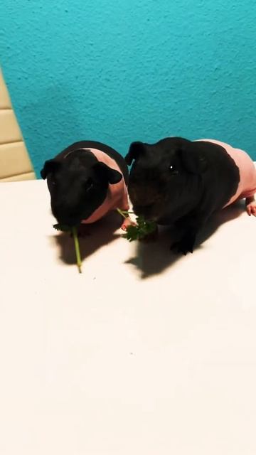 Guinea piggy Морские свинки подрались что делать смотреть онлайн