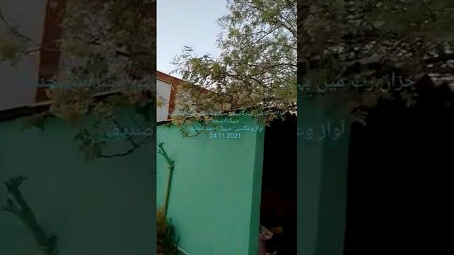 خزاں کی رت میں بہارکاپیکر۔۔سہانجنہ-Moringa Tree-The Icon of Spring in Autumn смотреть онлайн