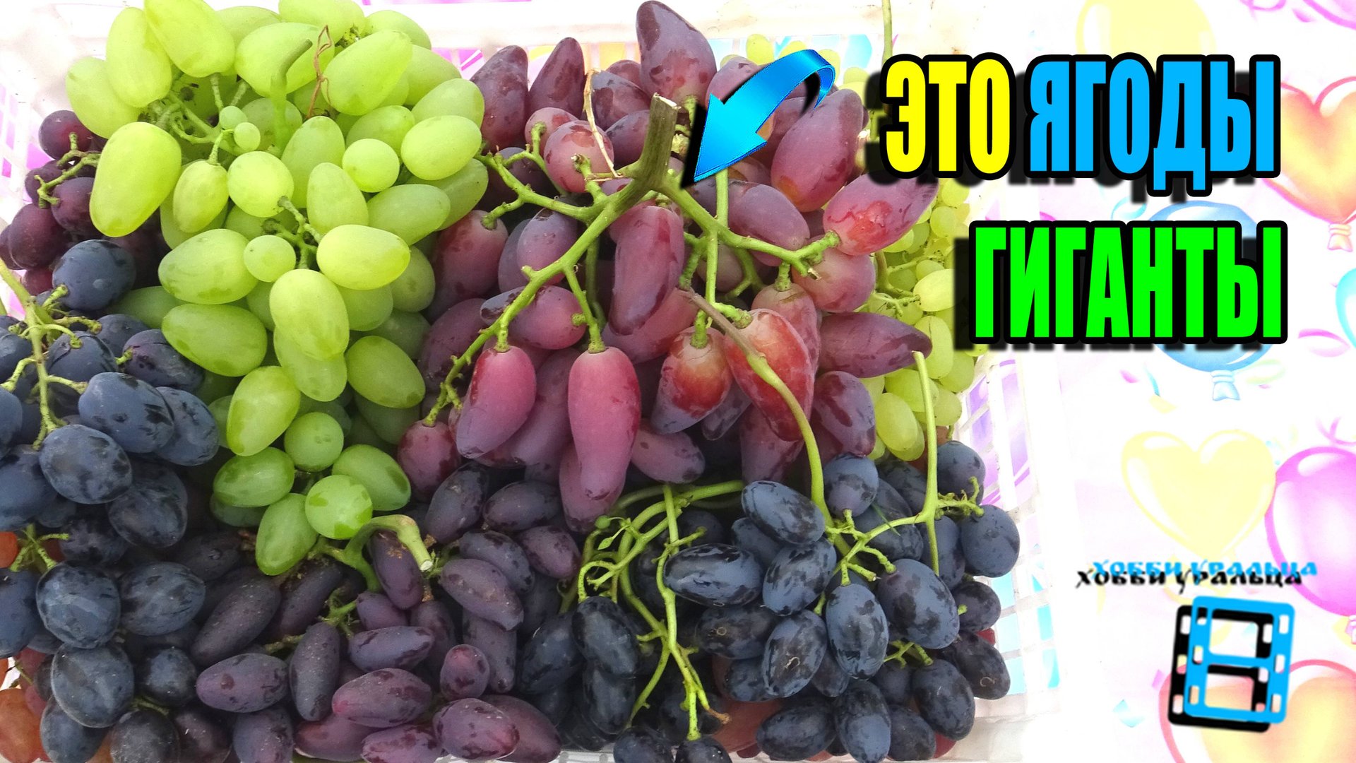 ТОП 10 ГИГАНТОВ НА НАШЕМ ВИНОГРАДНИКЕ. КРУПНОПЛОДНЫЕ СОРТА ВИНОГРАДА. СЕВЕРНЫЙ ВИНОГРАДНИК 25-06 смотреть онлайн