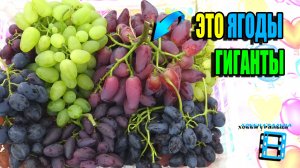 ТОП 10 ГИГАНТОВ НА НАШЕМ ВИНОГРАДНИКЕ. КРУПНОПЛОДНЫЕ СОРТА ВИНОГРАДА. СЕВЕРНЫЙ ВИНОГРАДНИК 25-06