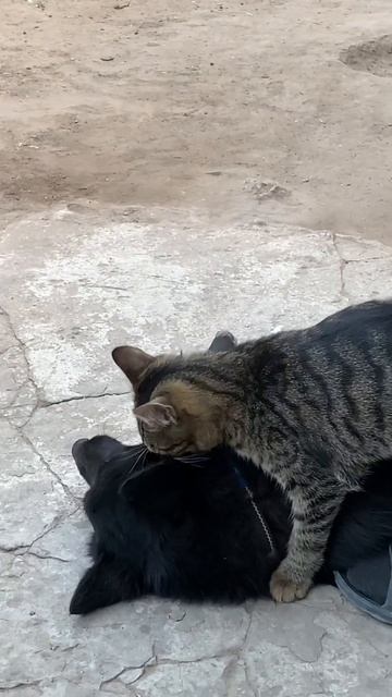 Кот бьет собаку. #смешныевидео #собаки #собака #кот #котики смотреть онлайн