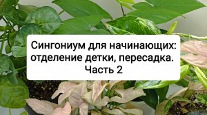 Сингониум для начинающих: отделение детки, пересадка. Часть 2