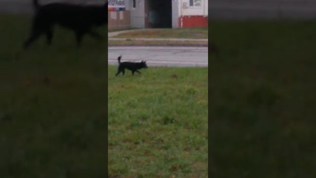 Выдра ~собака смотреть онлайн