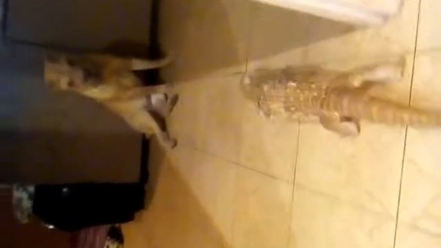 Капский варан смотреть онлайн