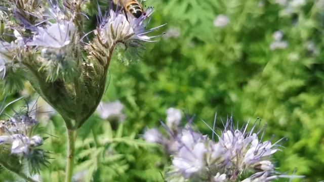 Facelia & Api смотреть онлайн