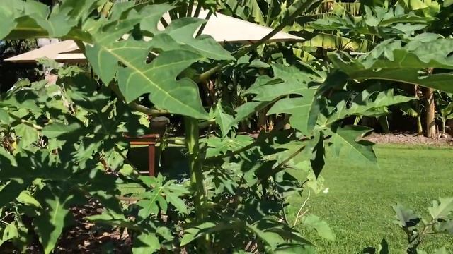 Papaya Tree смотреть онлайн