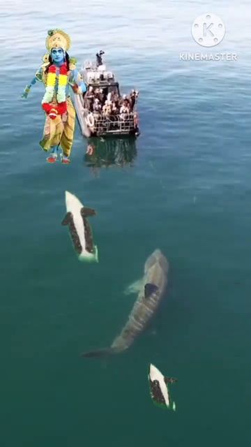 Biggest shark attack on ship смотреть онлайн