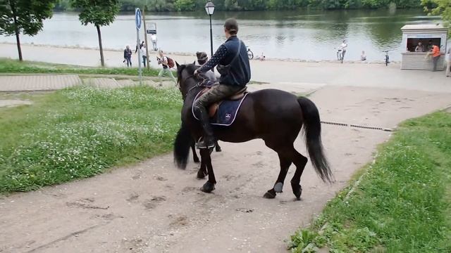 Маленькая лошадь не ищет приключений, в отличии от своей хозяйки смотреть онлайн
