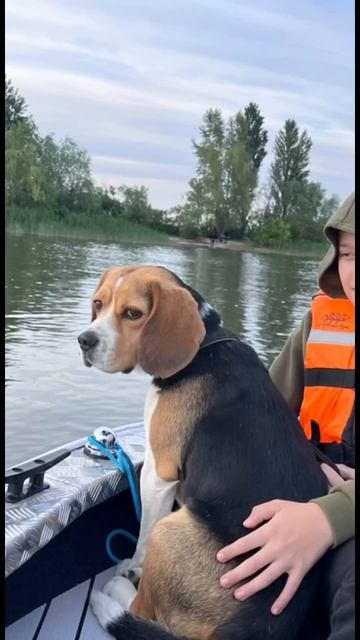 7 дней мало)))#бигль #собака #beagle #собакабигль #собаки #животные #прикол #pets #puppy #funny смотреть онлайн