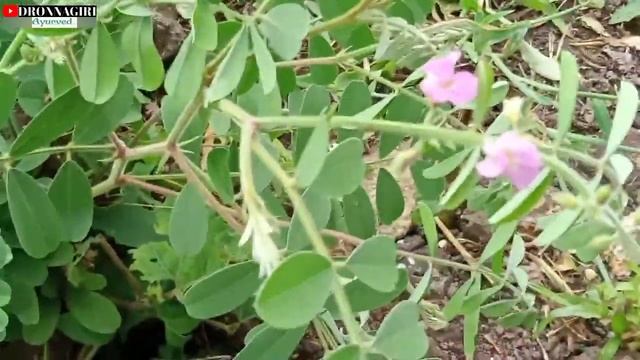 #शेरपुंखा/उन्हाळी #purple tephrosia अनेक आजार दूर करणारी वनस्पती смотреть онлайн